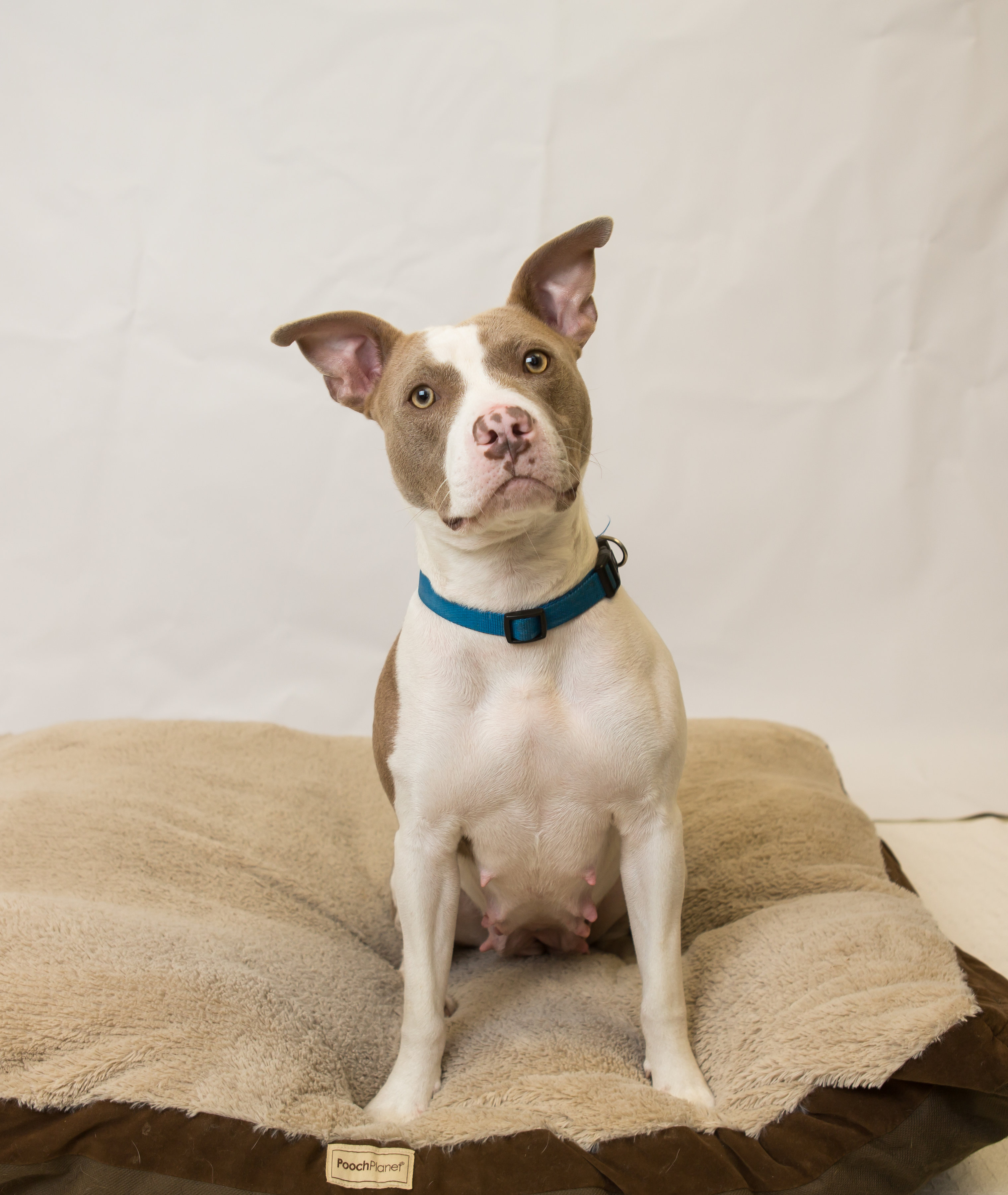 A cute white and brown pitbull with a blue collar sitting on a brown bed. 