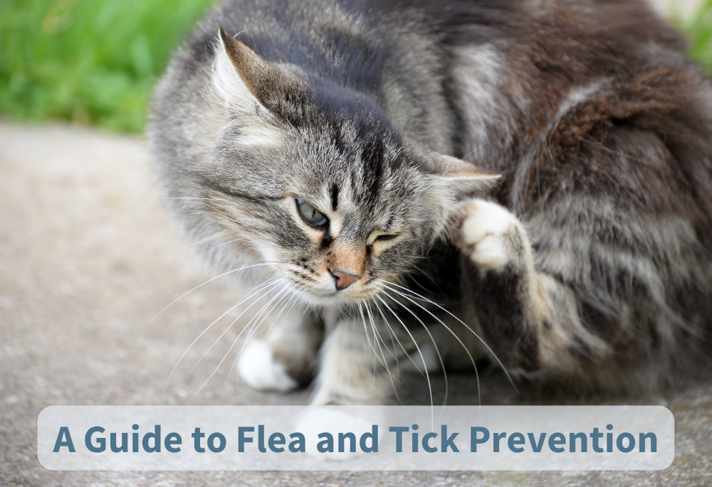 A large gray medium length hair Tabby sits on the sidewalk while scratching his ear. Texts on top of the image reads 