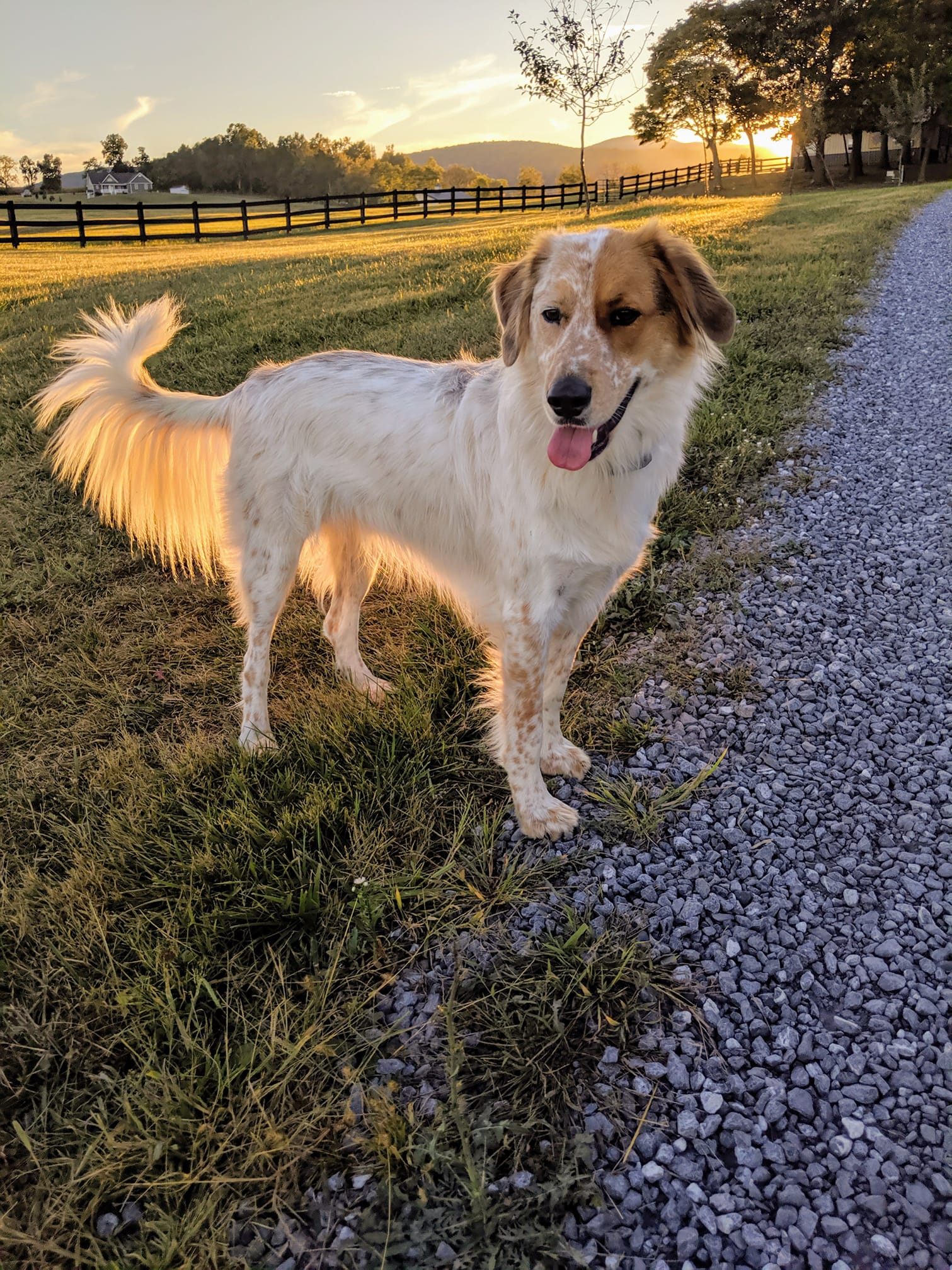 Tan and white border collie mix standing in front of black fence with sunset on a gravel road