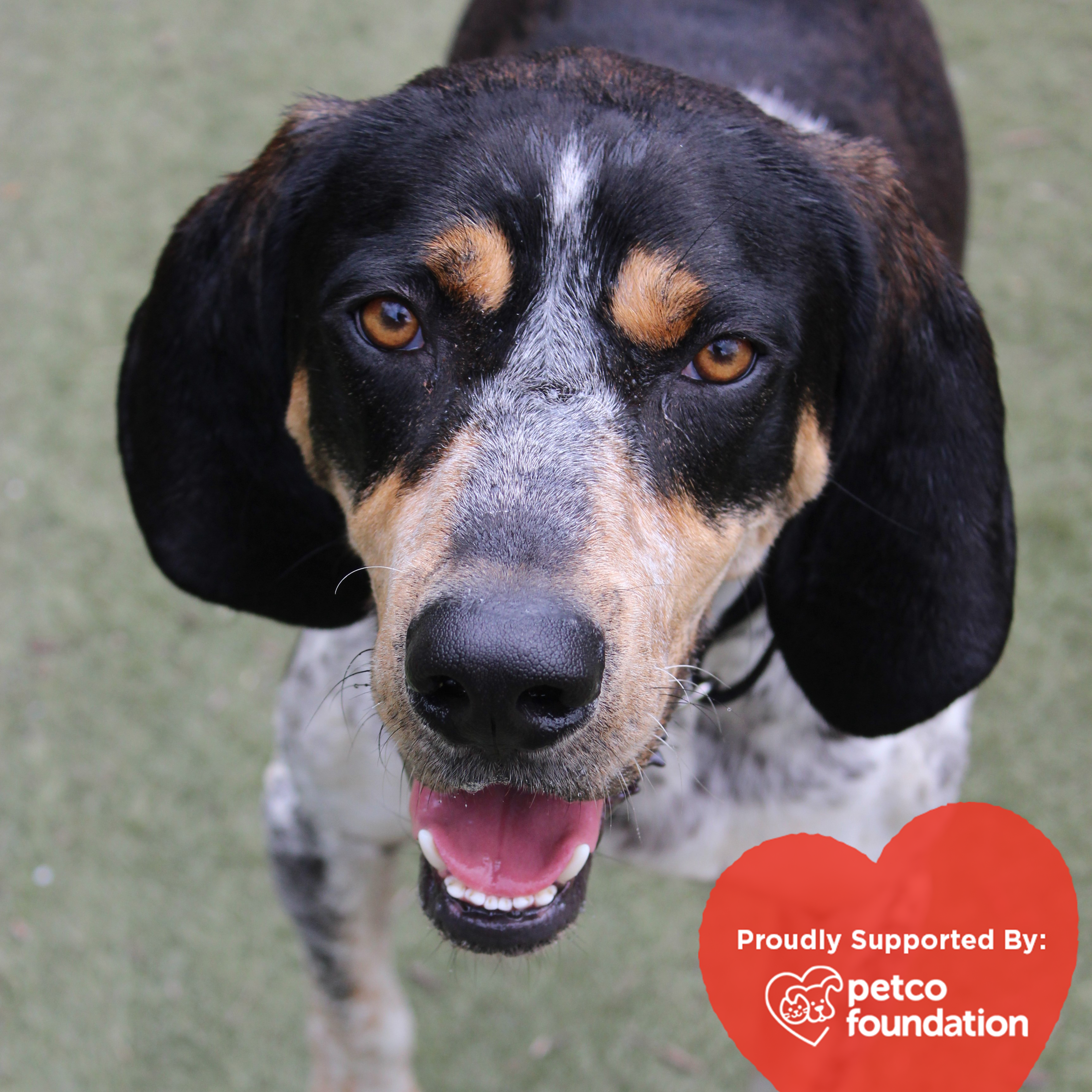 Smiling dog with a heart in the corner of the image saying 