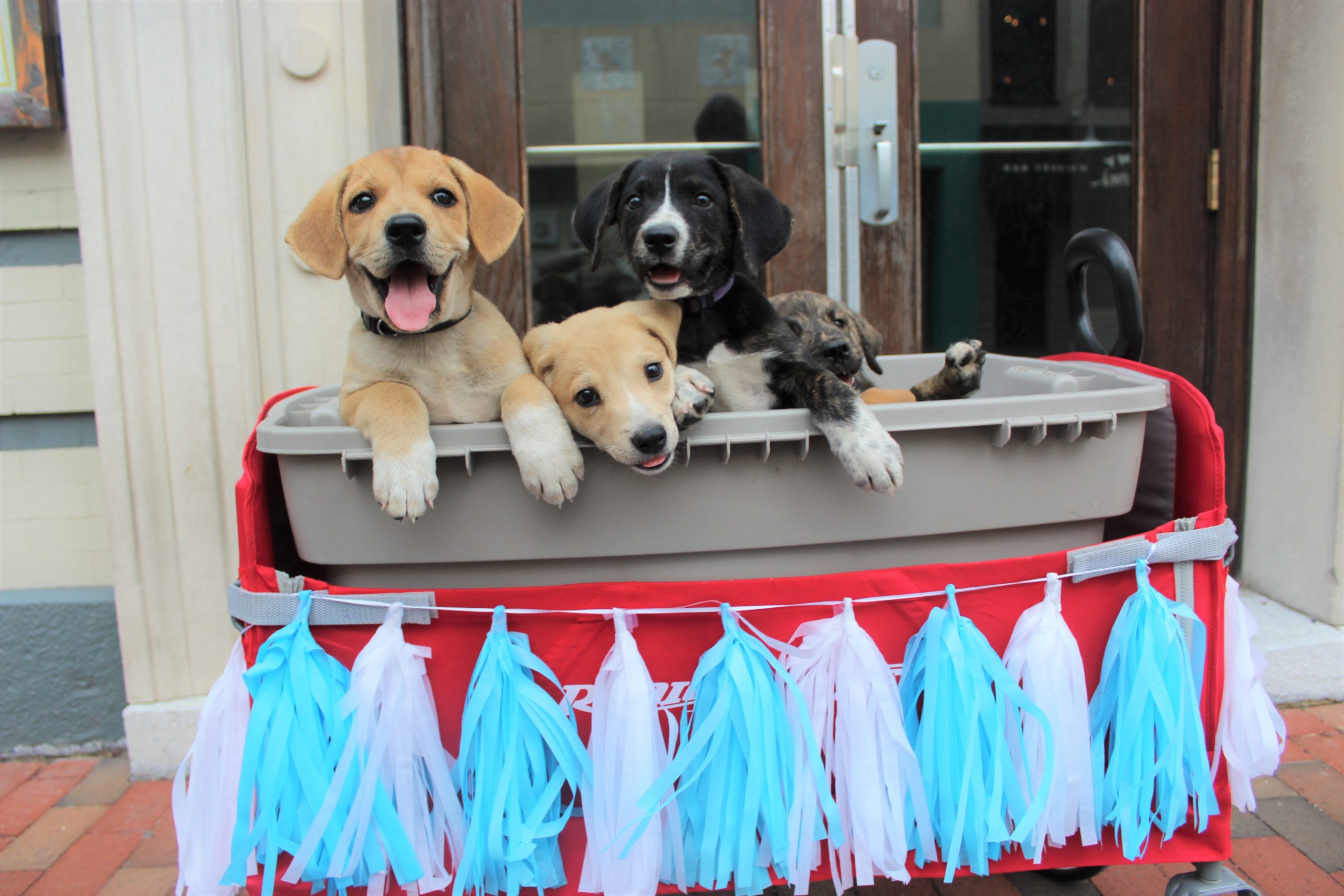 Puppies ride along in a wagon