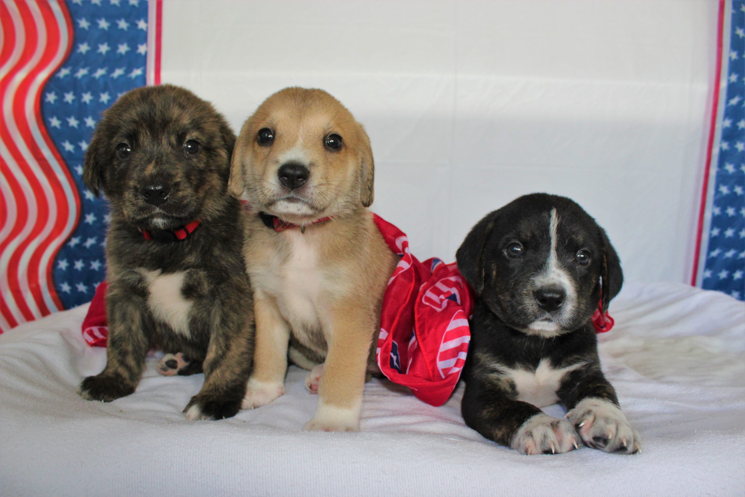 three puppies sit on a blanket in front of Fourth of July Decorations