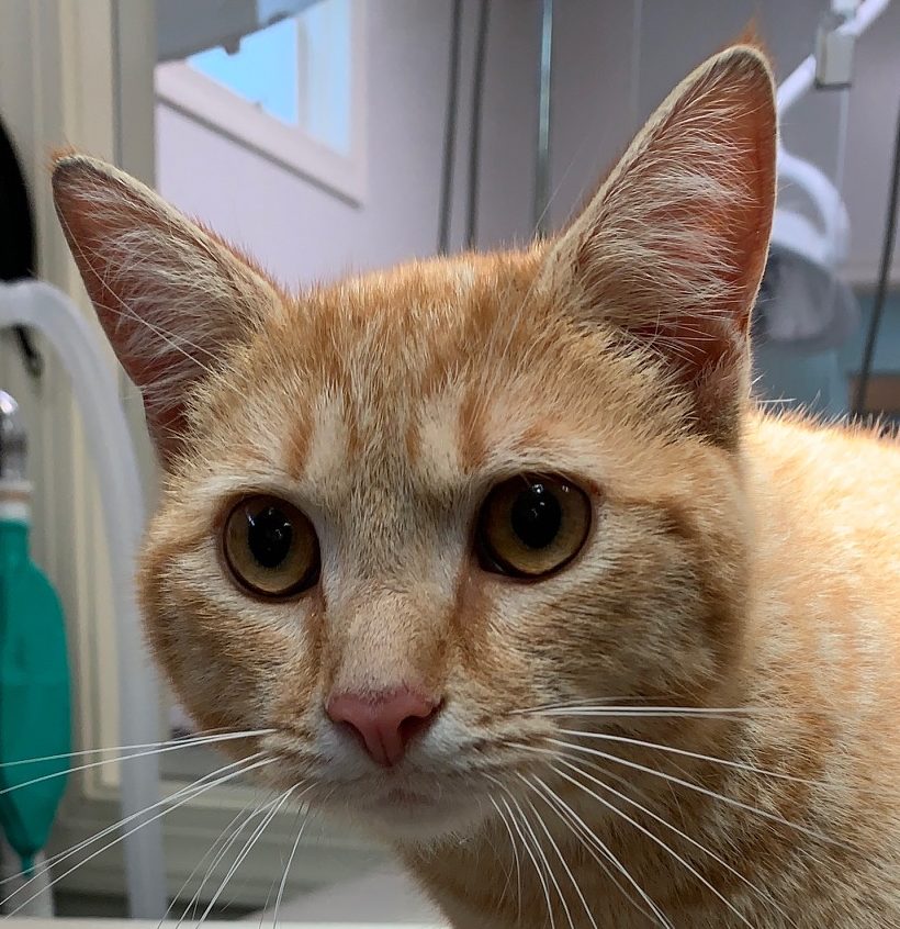 Padawan the cat before surgery