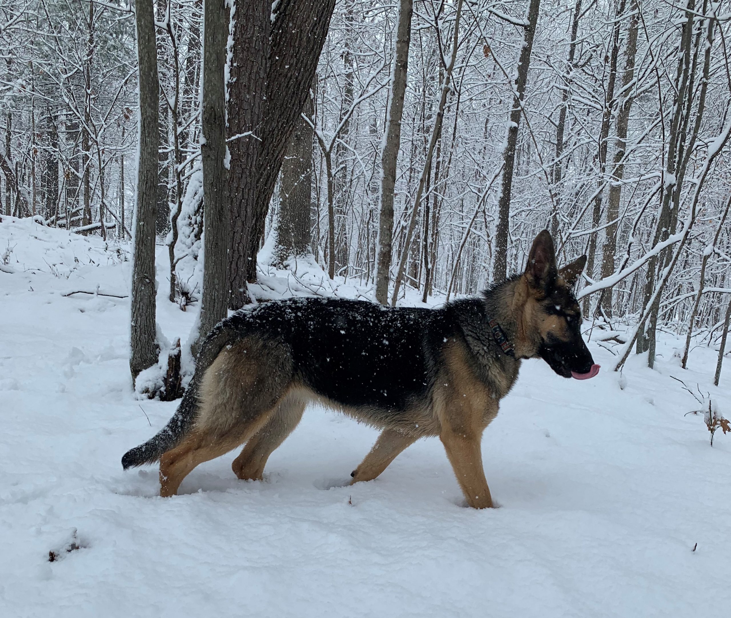 Remi a German Shepard walks through the snow