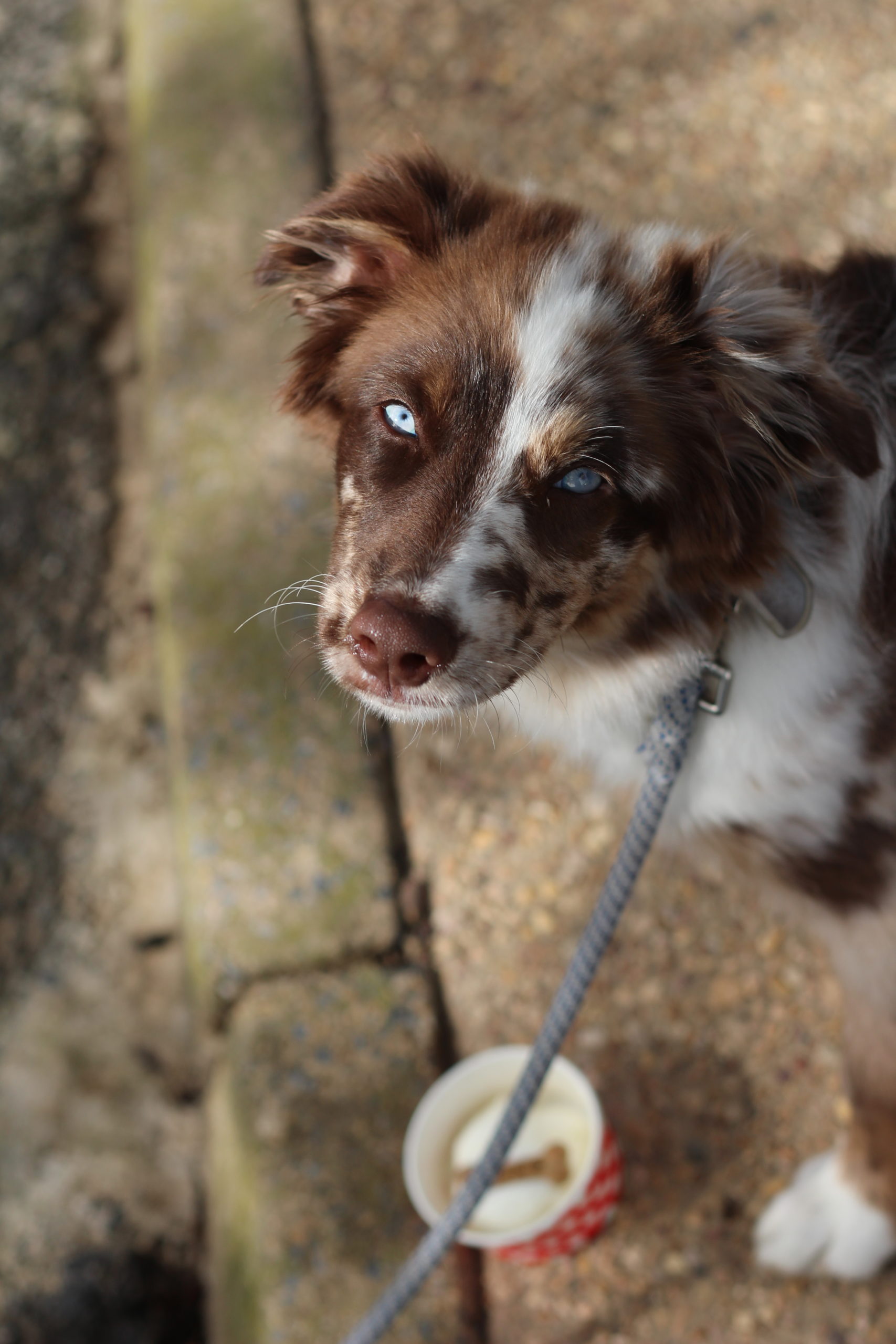 Brown and white dog looking at the camera