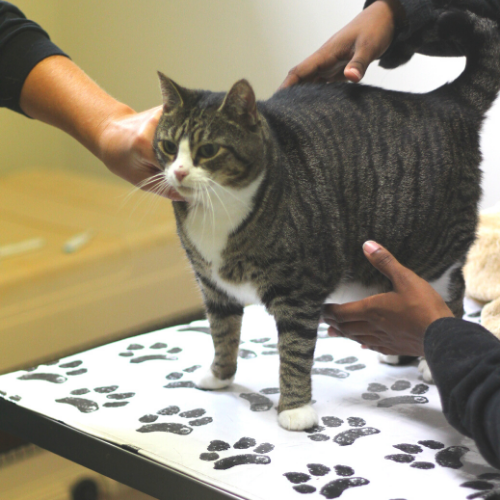Black, white, and brown cat gets a checkup