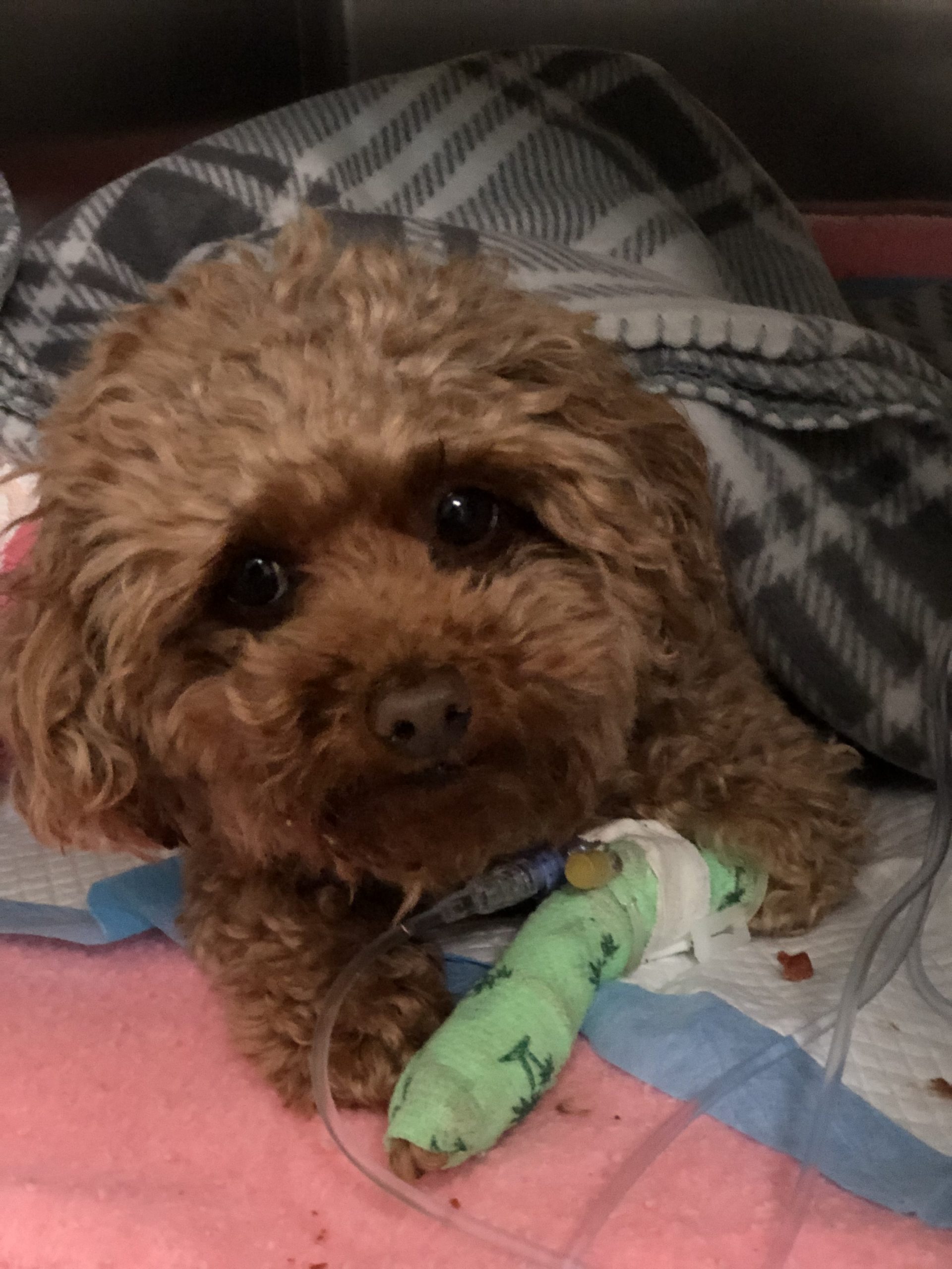 Leni the dog with a green cast on his left leg