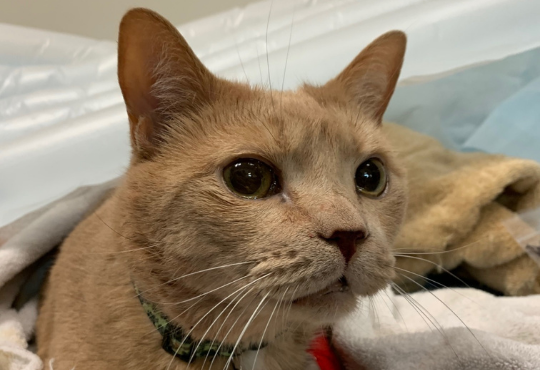 Demon the tan cat prepares for surgery