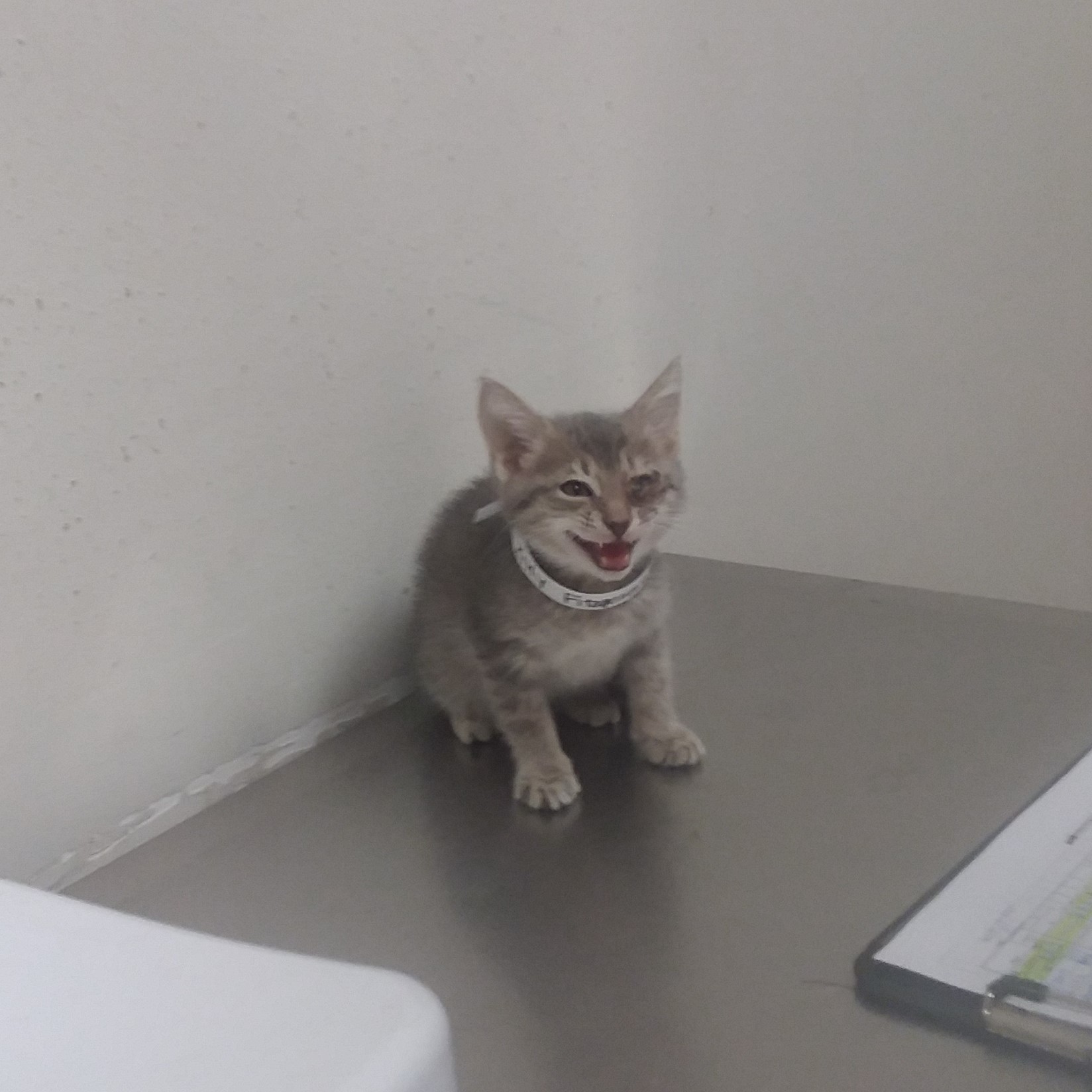 Pirate the gray cat sitting on an examination table