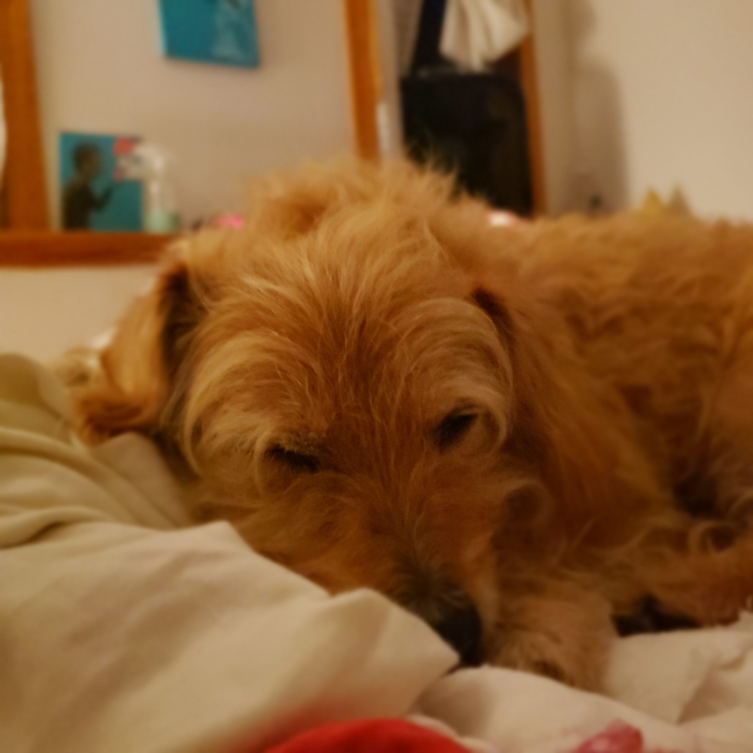 Snicker the red dog lays in bed