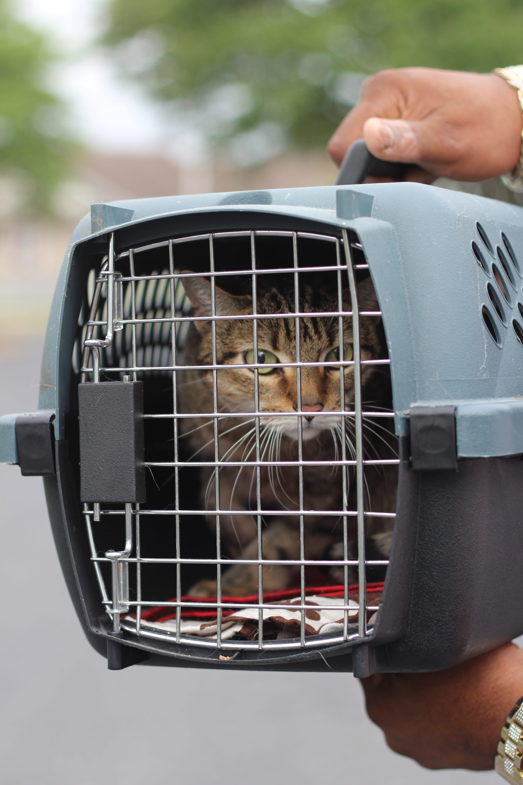 A brown tabby with green eyes looking out of a cat carrier