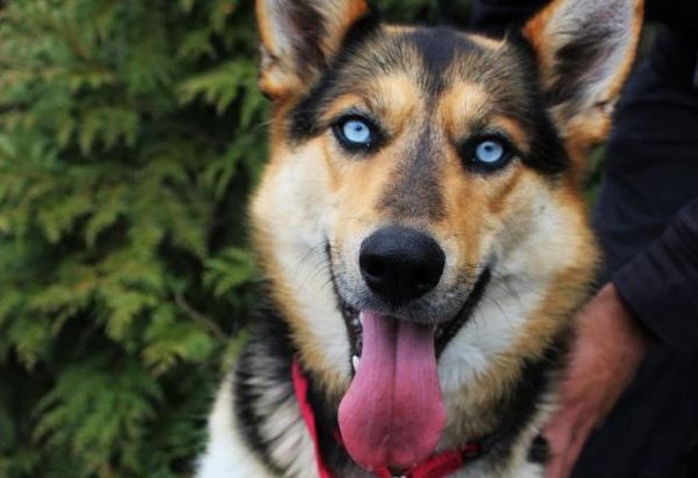 Charlotte, a mixed breed dog with bright blue eyes