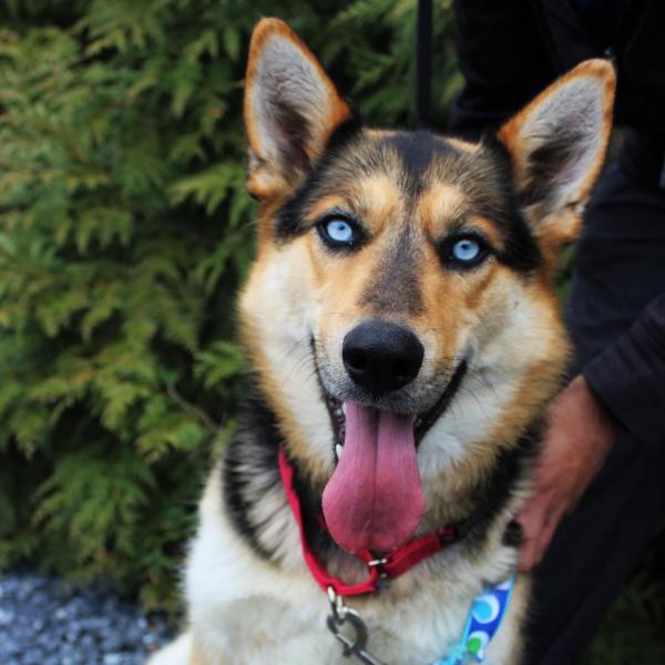 Dog panting with his tongue out