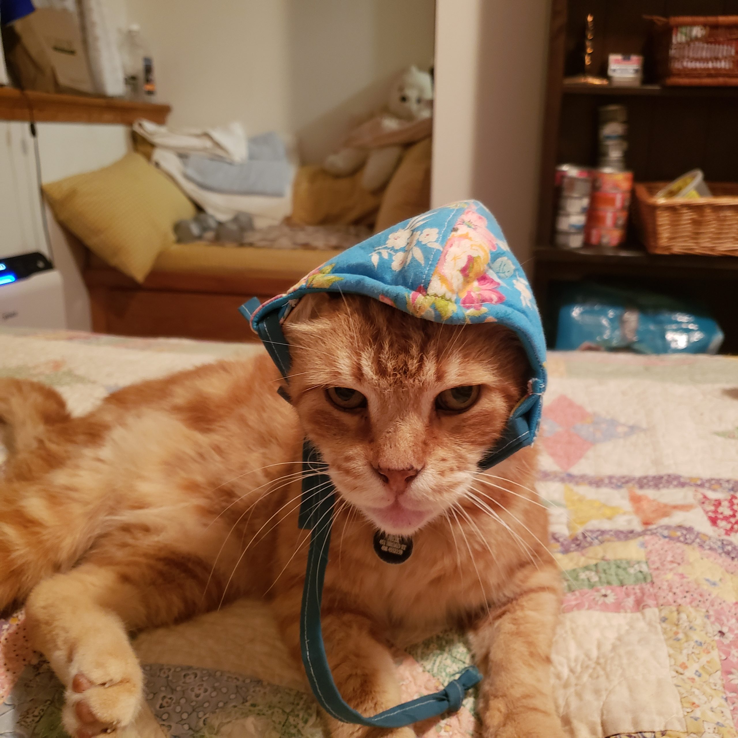 Felix the cat with a blue bonnet on his head after surgery