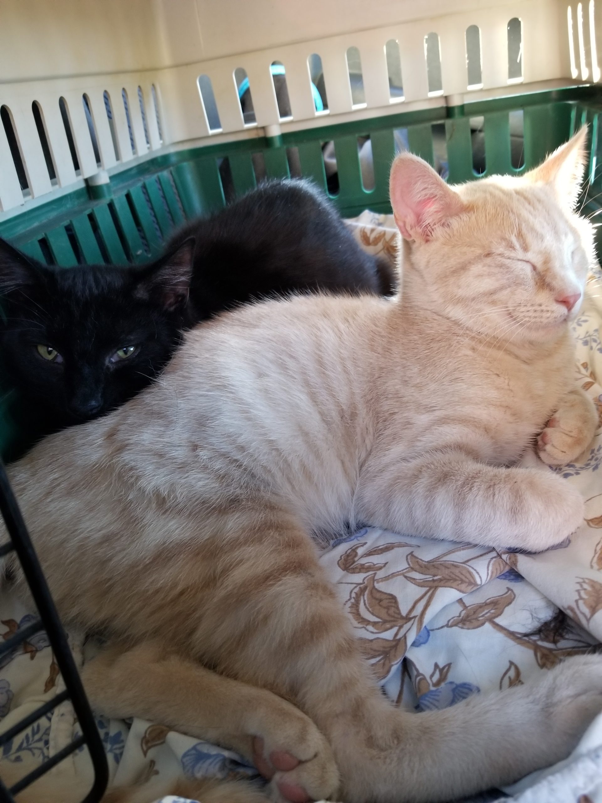 Black and orange cat lay in a carrier together