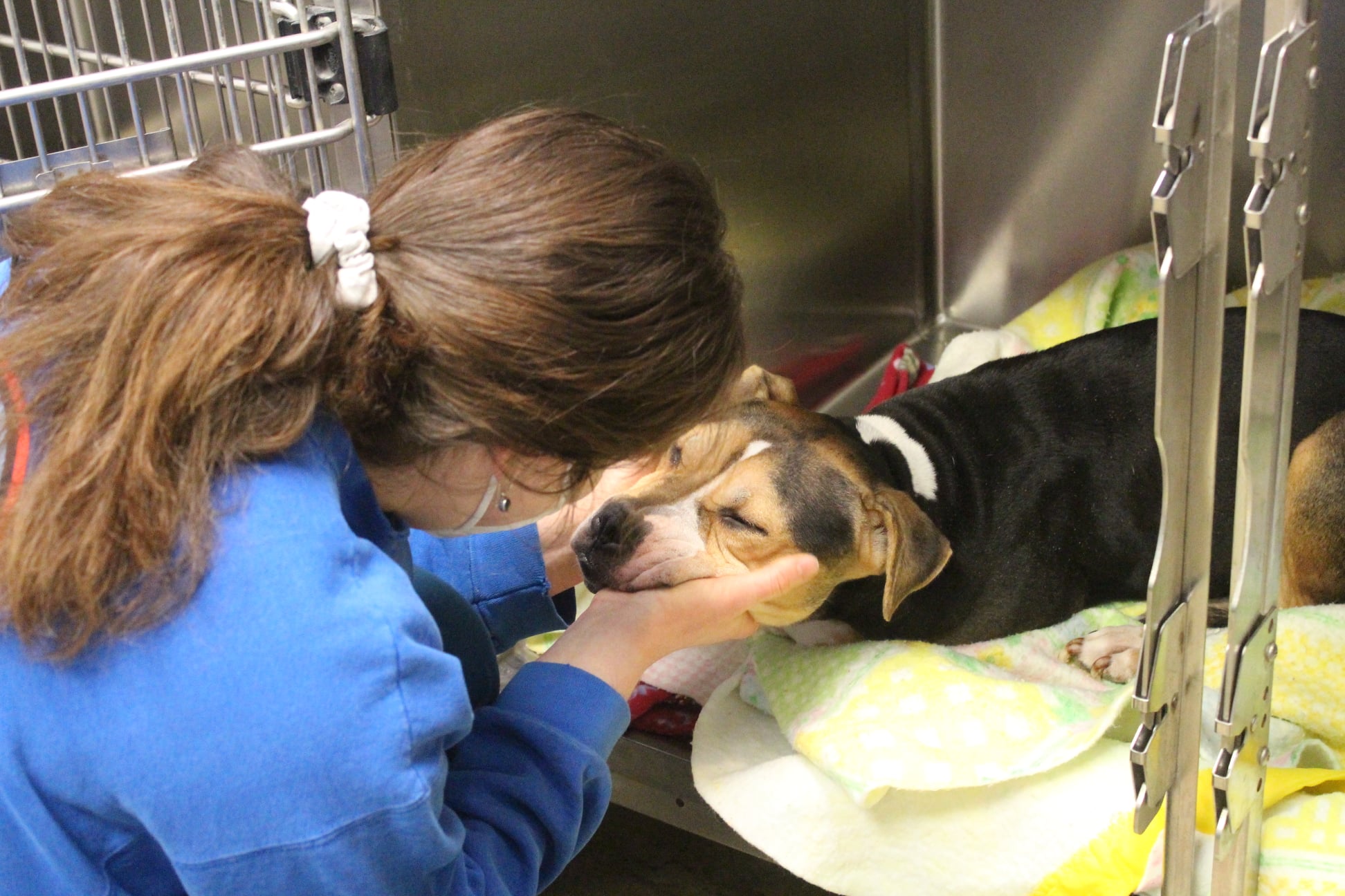 Dog in a kennel receiving care from a vet assistant after its affordable spay procedure