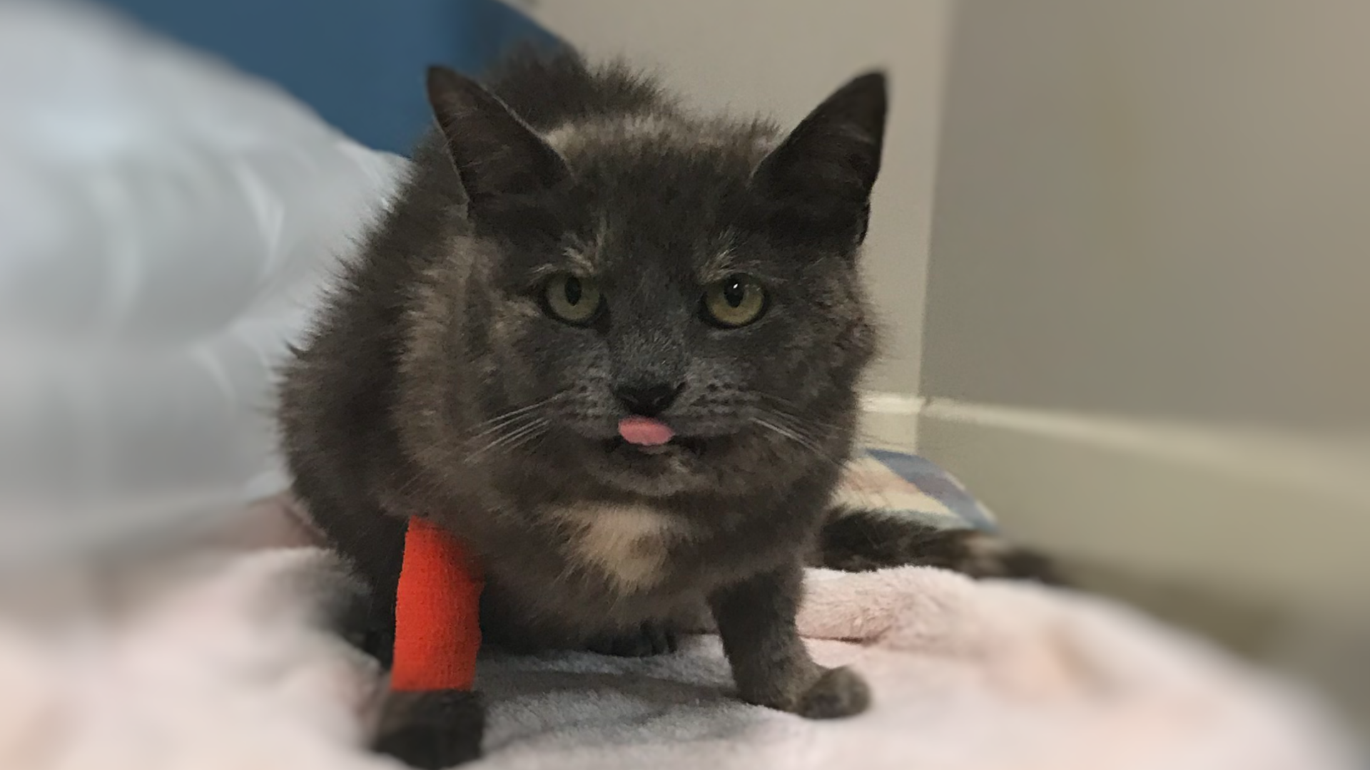 Blue the black cat with a red bandage on their right leg sticking out bubblegum pink tongue