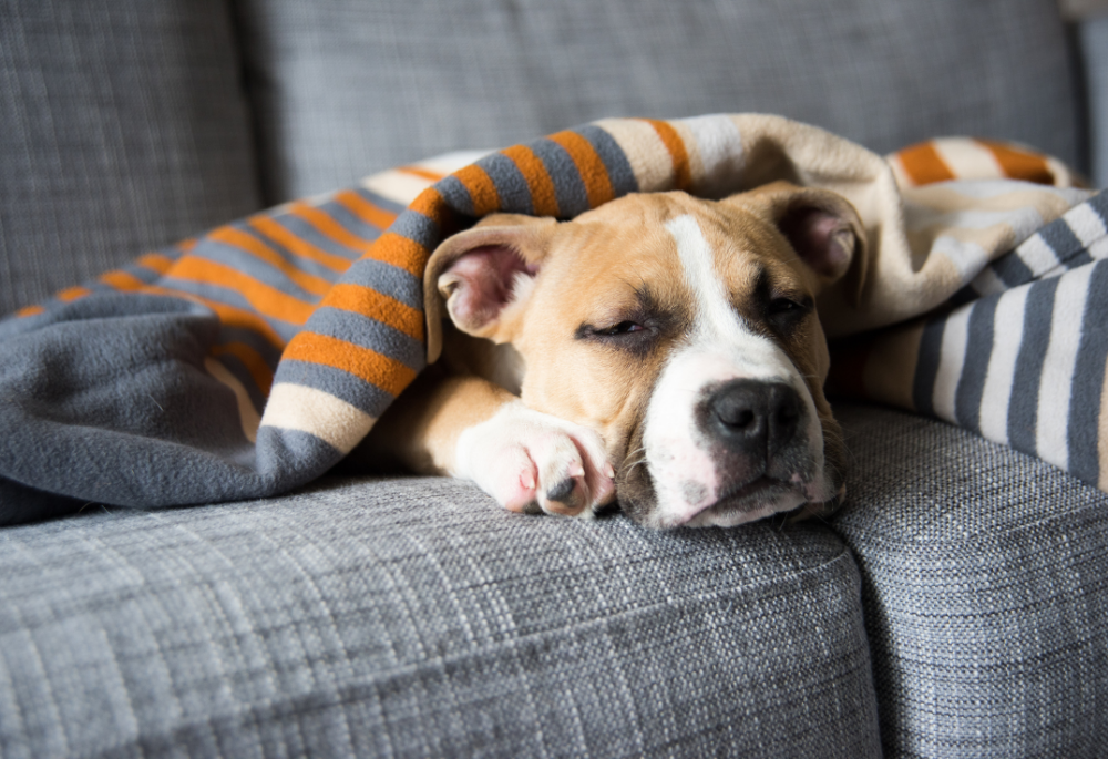 Brown and white pitbull laying on couch sleeping under blanket