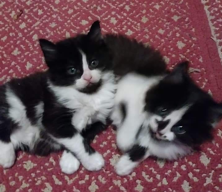 Two black and white kittens lay on a red rug