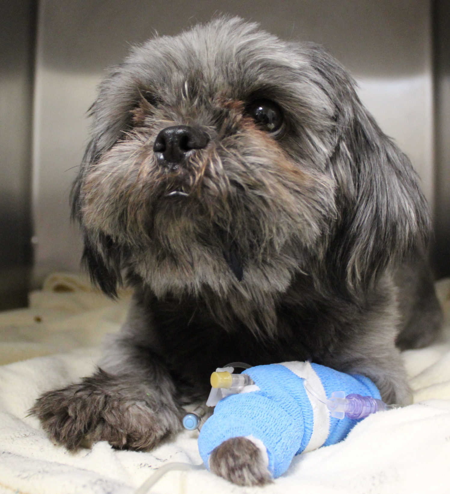 Laney the dog with a blue bandage wrapped around her left leg
