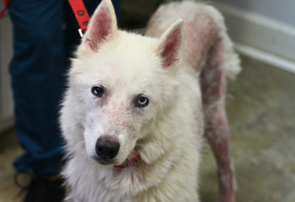 Bo, a white Husky with blue eyes and missing fur