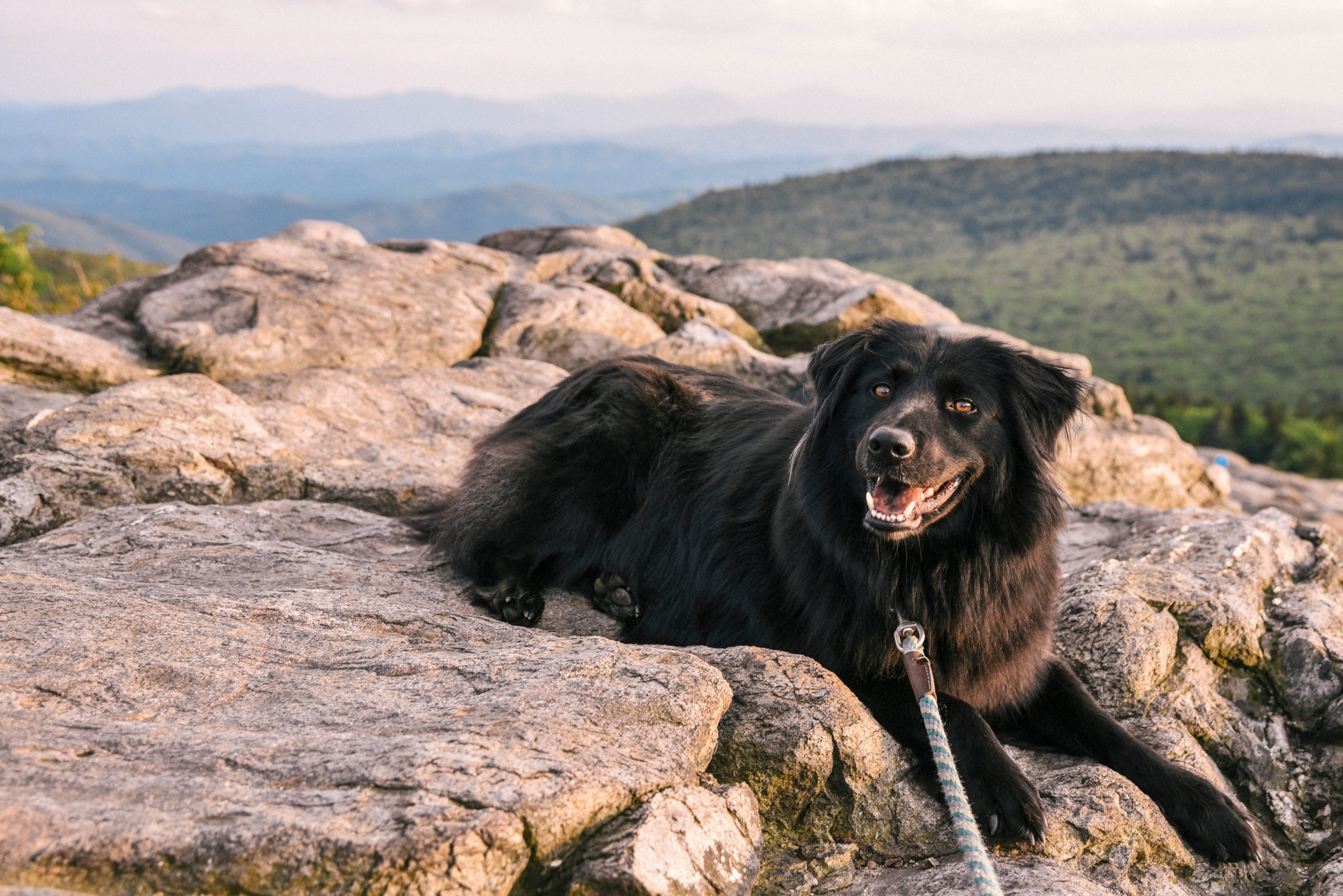 Large black dog with long fur sits on a rock overlooking the mountains