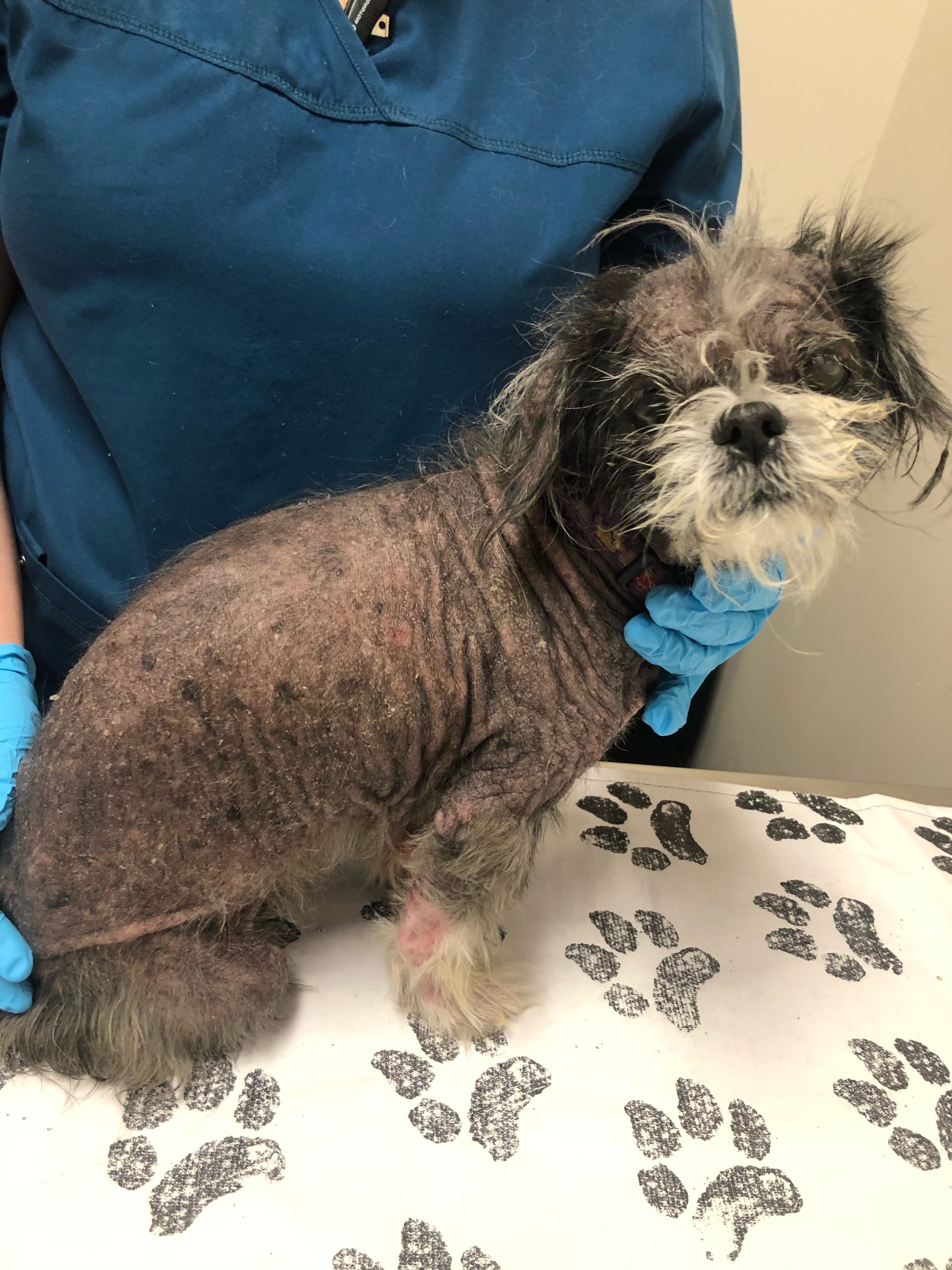 Fendiline the dog is treated by an Anicira technician for his skin condition