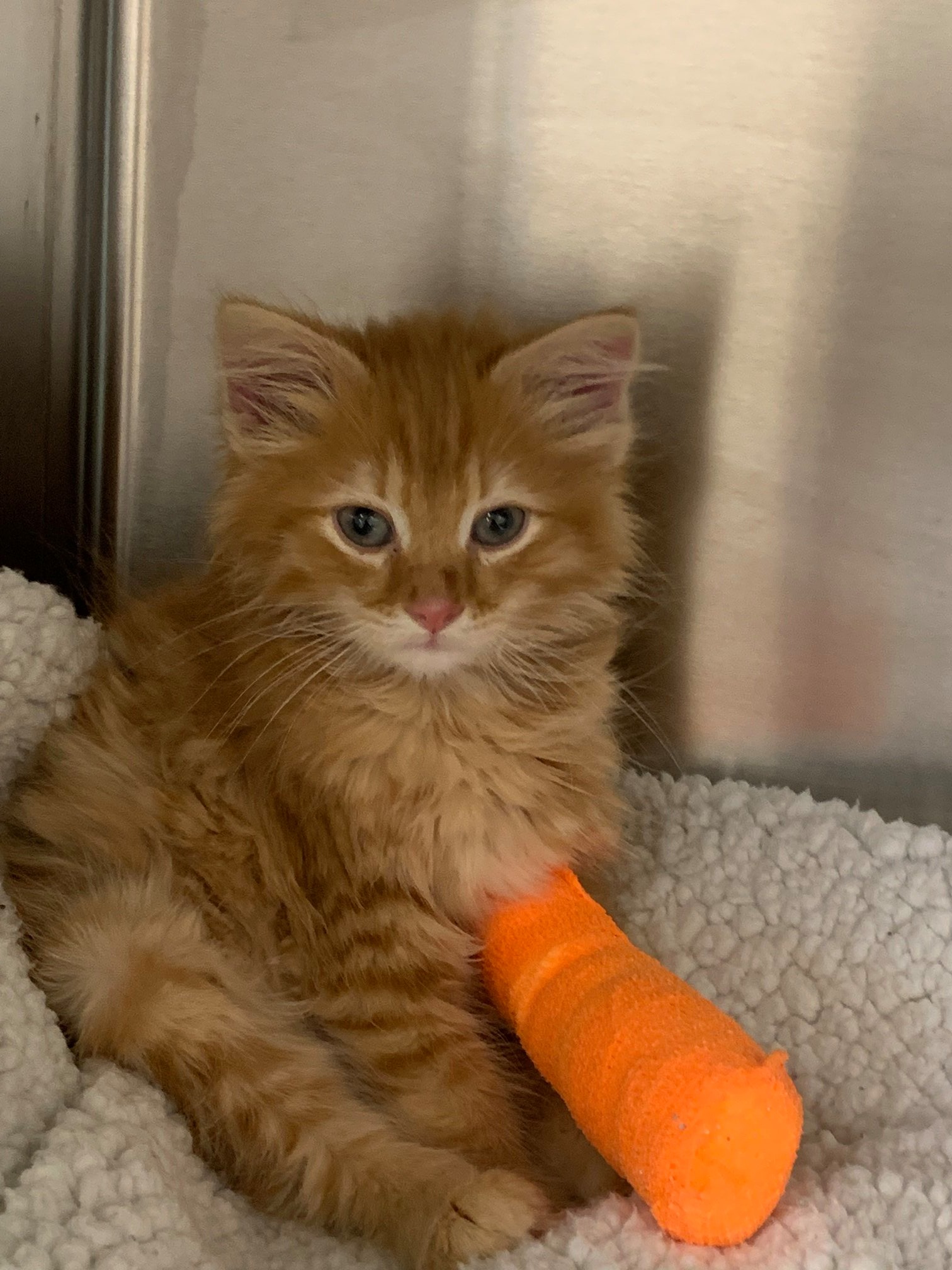 Gojo is a young orange cat wearing a bright orange wrap on one of his front legs.