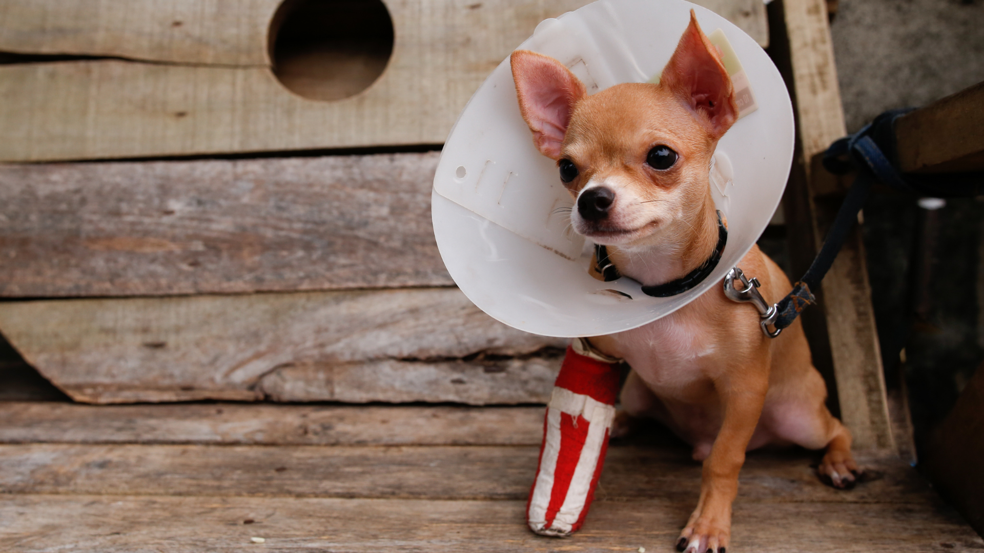 Small dog in a cone with a broken right front leg in a red cast