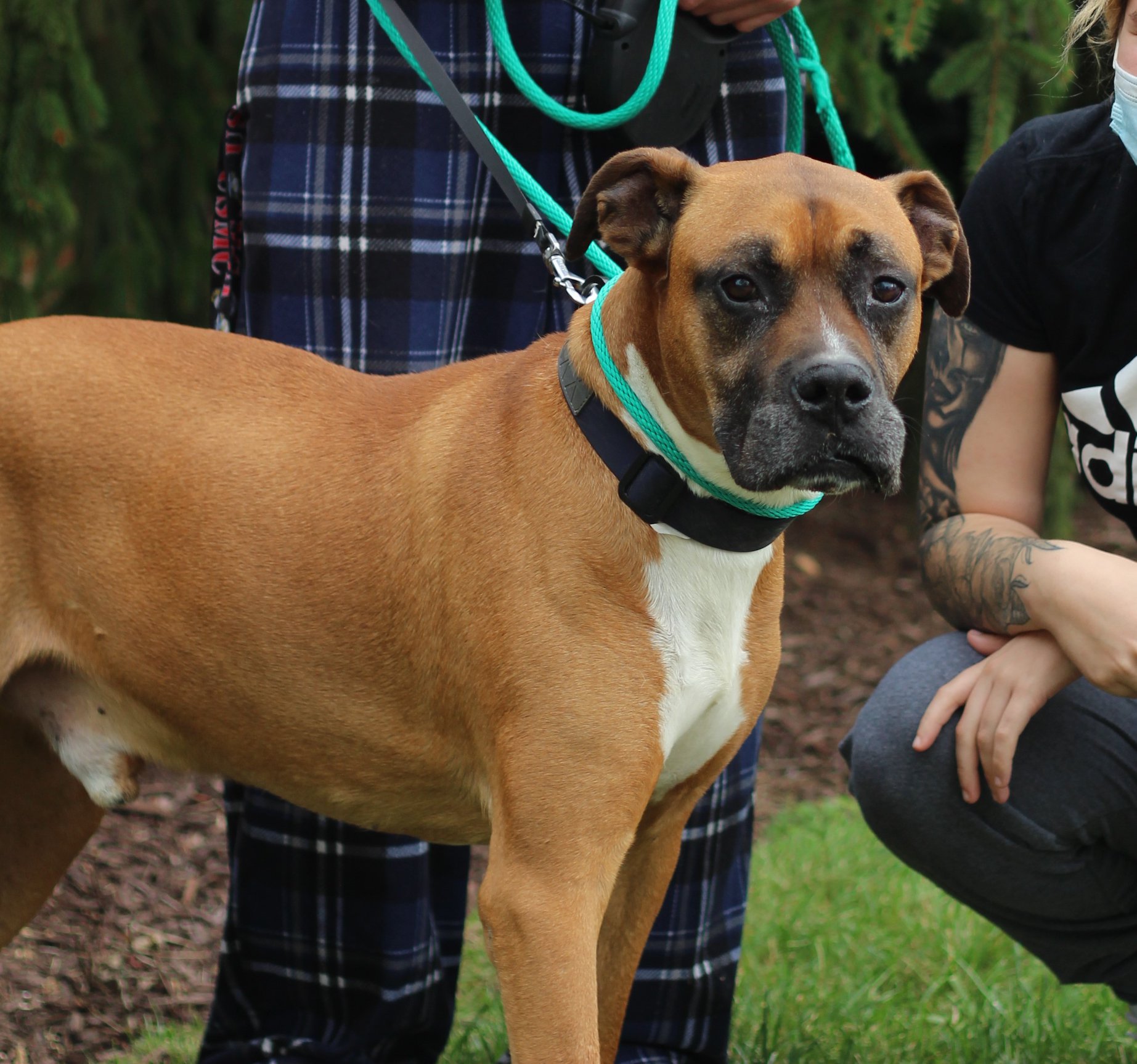 Large brown dog on a leash outside