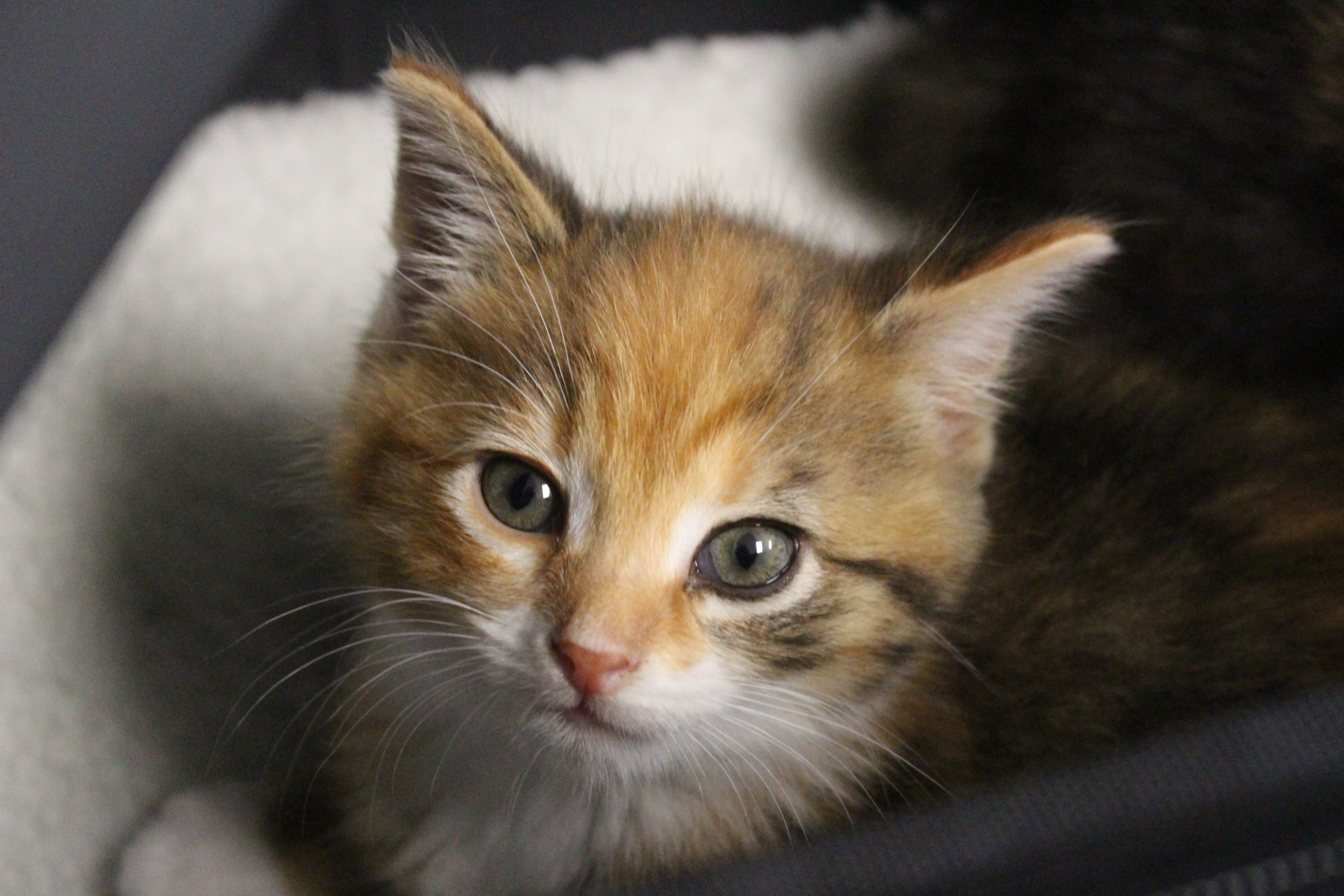 Orange and brown kitten laying in a blanket