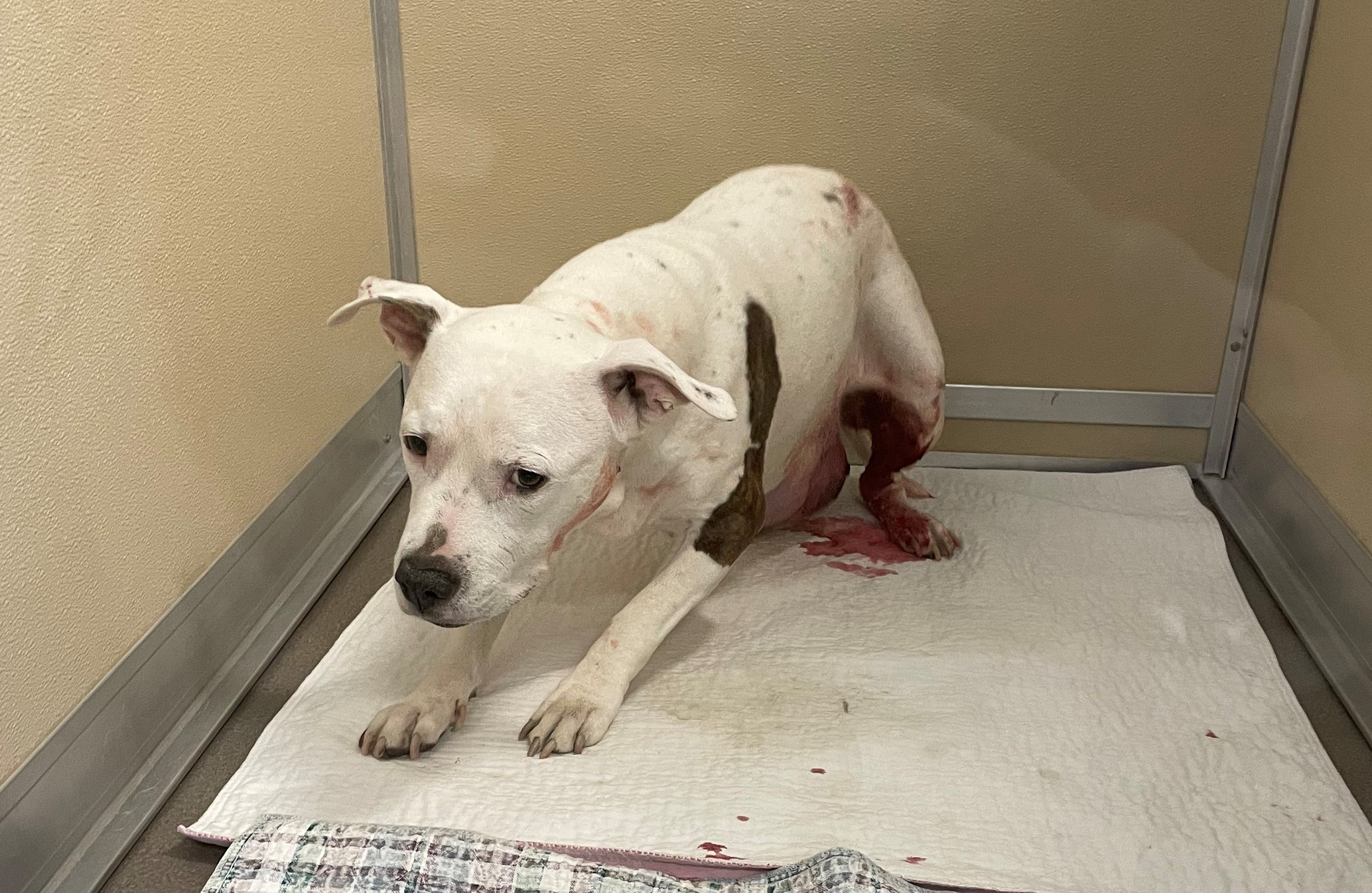White dog appearing sad or in pain after a abdominal tumor ruptured and required emergency surgery