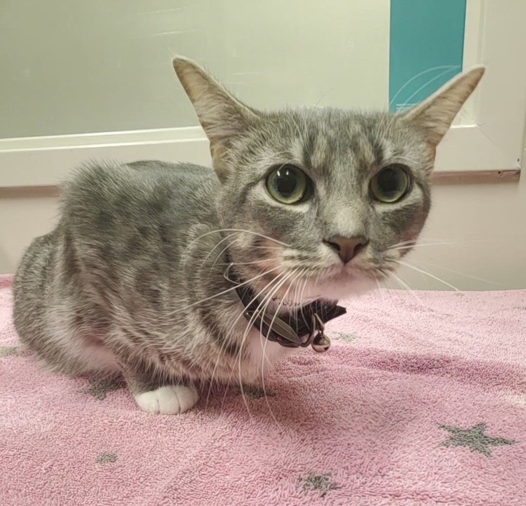 Gray and white cat laying on a towel