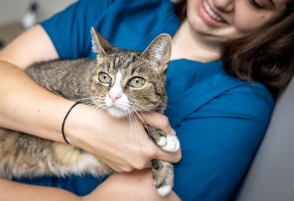 Brady a brown tabby with white being held by staff member 