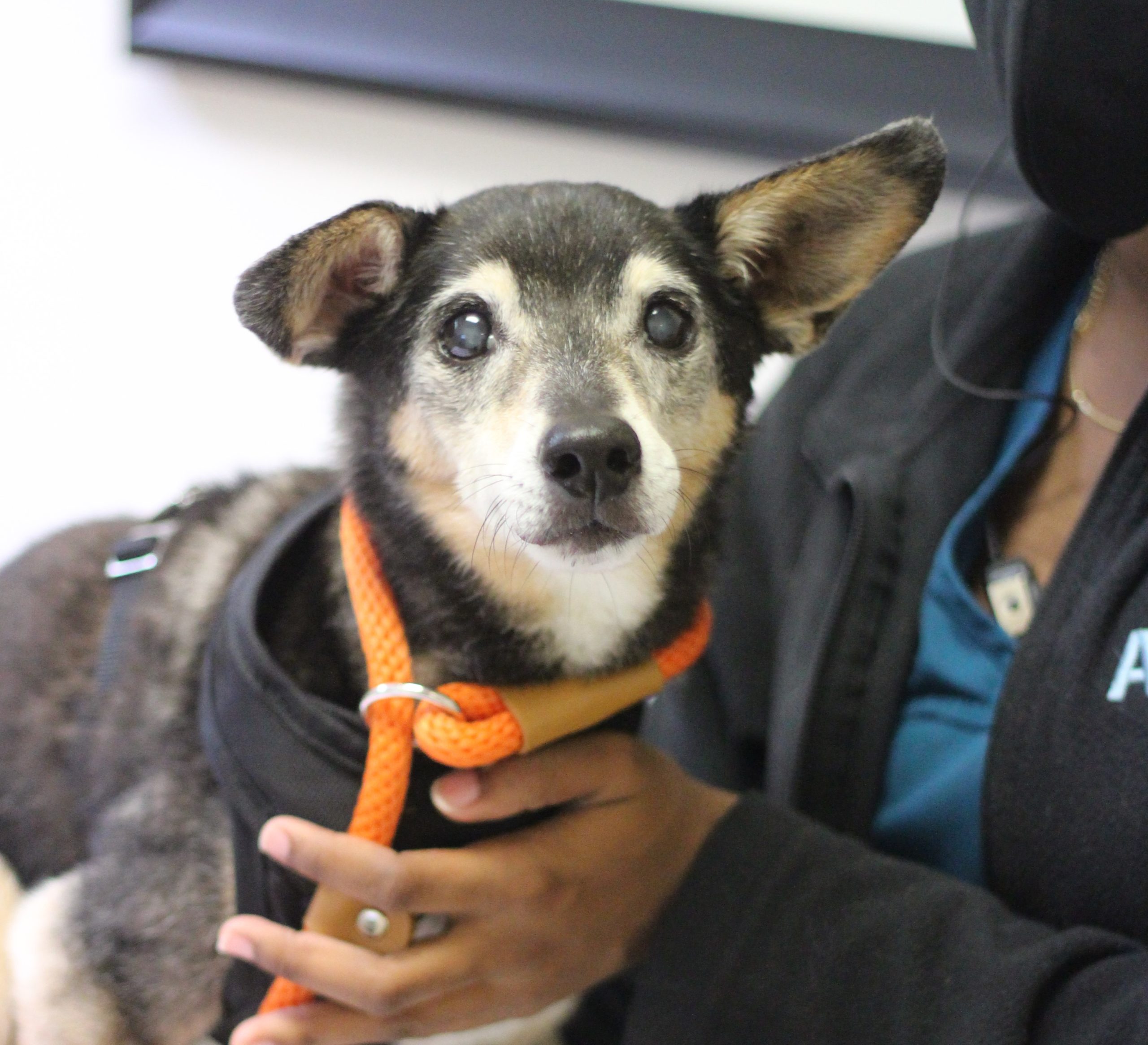 Gray faced dog with a woman holding him