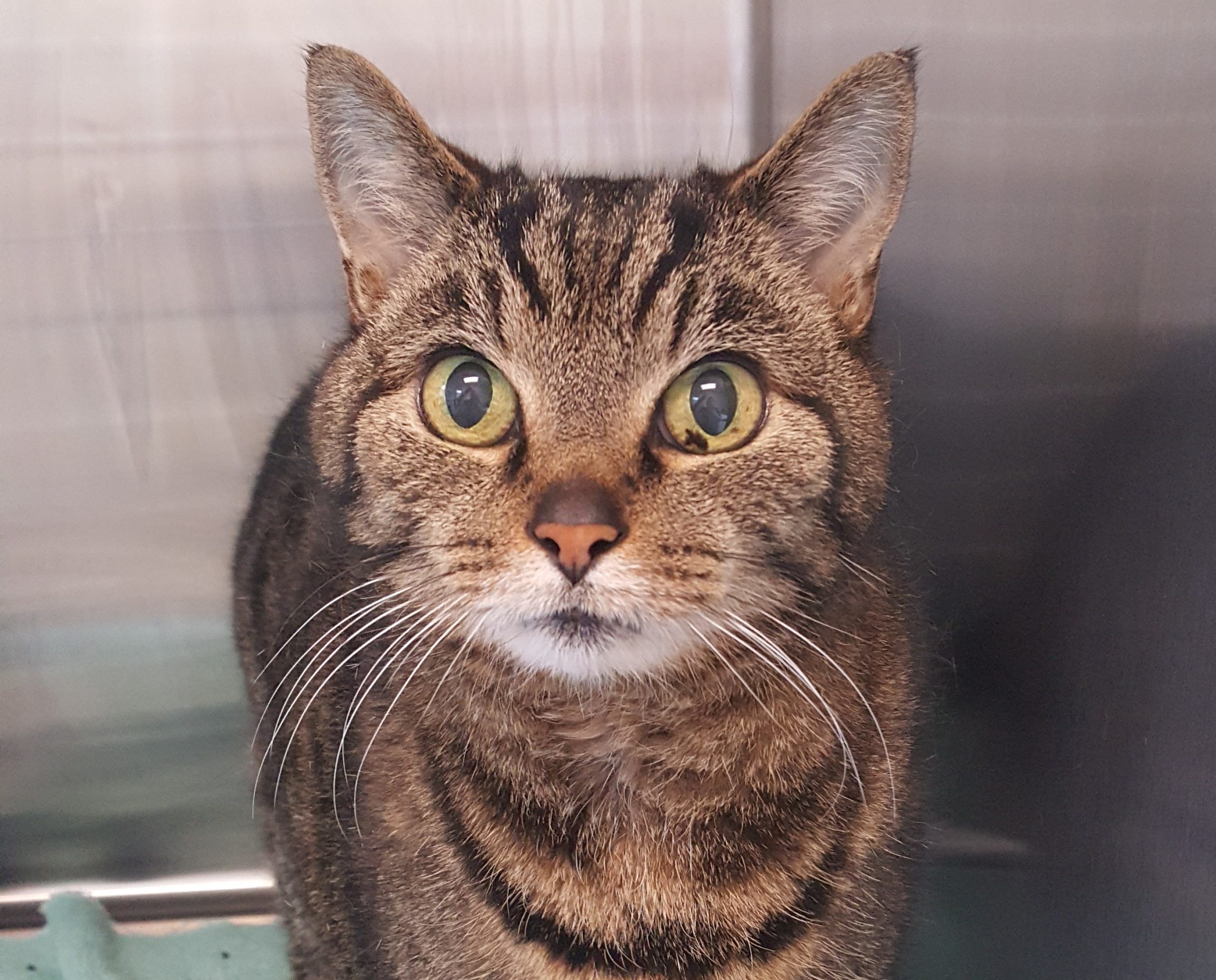 Shakespeare el gato brown tabby smiling for picture.