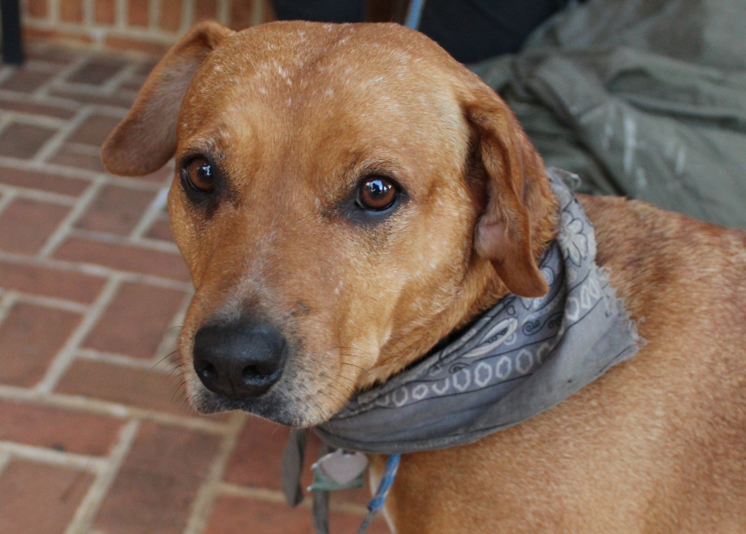Lula, a small brown mixed breed dog wearing a gray bandana