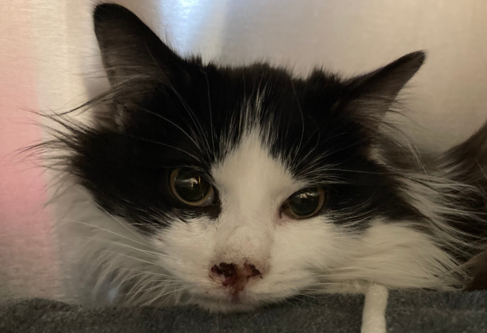 Stray Kitty, a black and white long haired cat with green eyes, lays down in a silver kennel.
