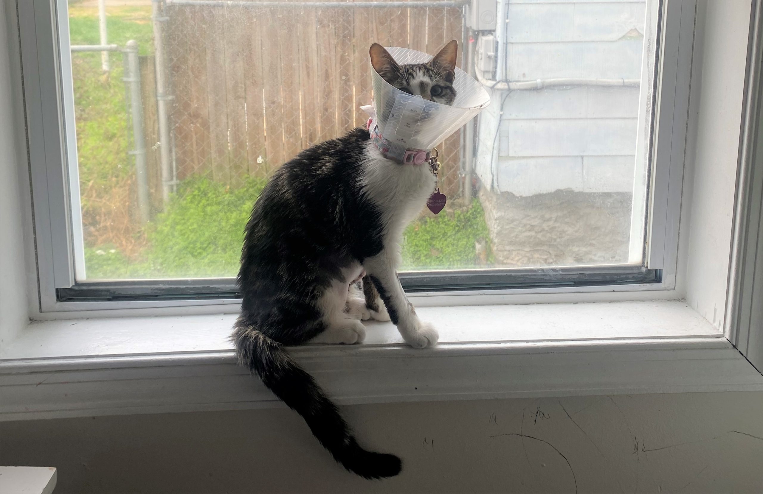 Mittens, a gray and white tabby, with a cone on her head