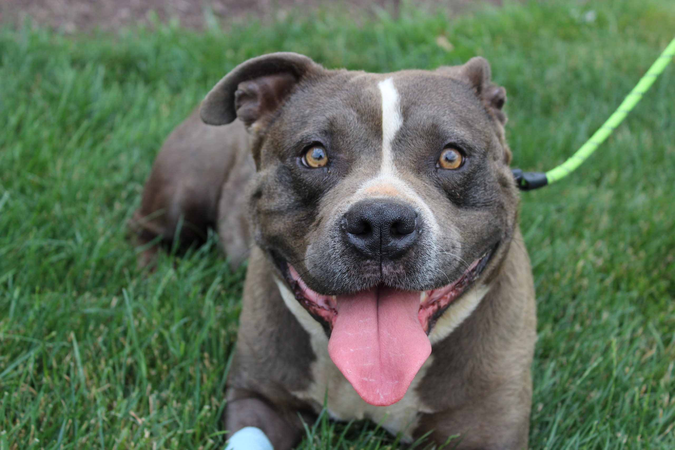 Keeley, a 5 year old gray and white Pit Bull lays in green grass