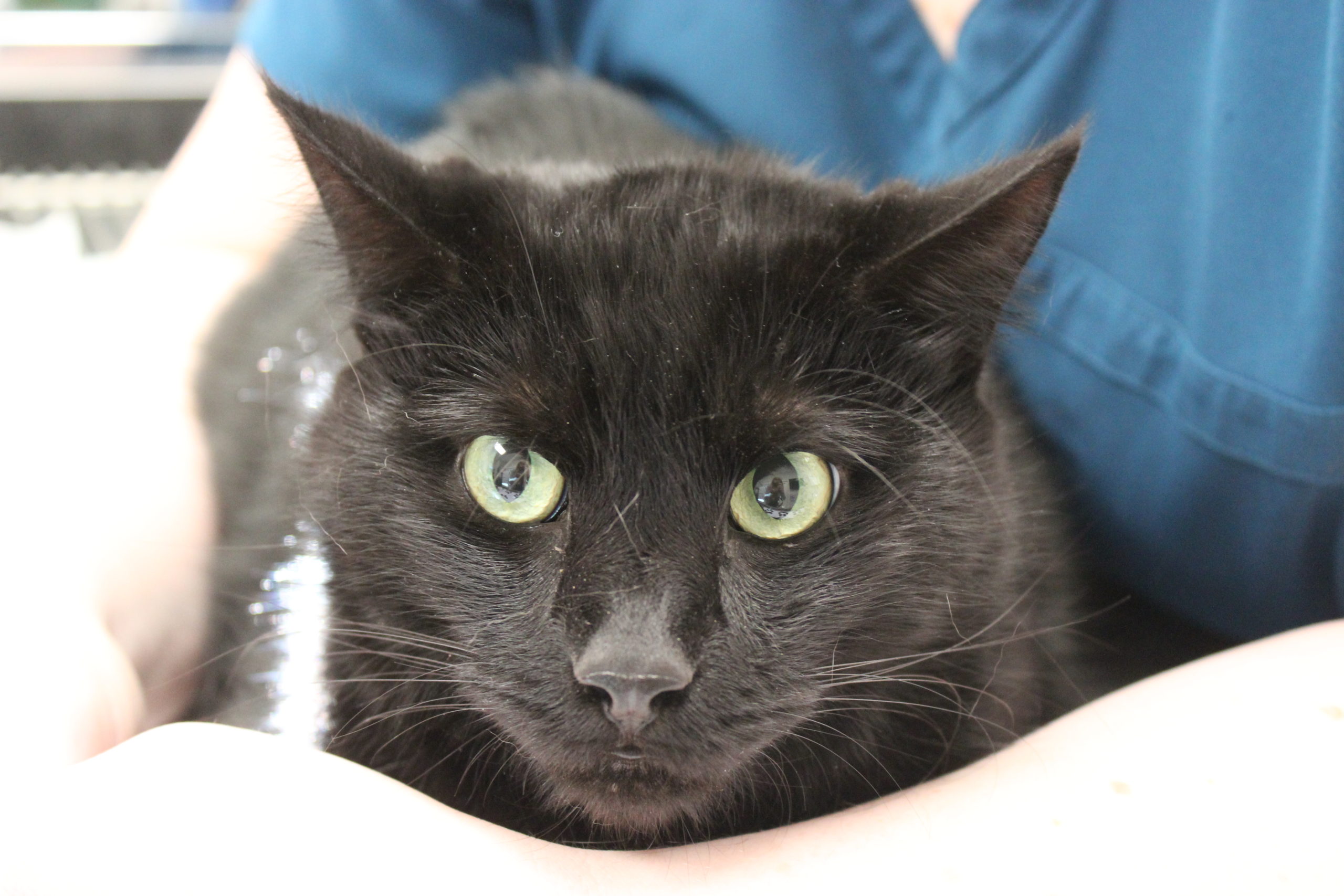 T.C., a black at with bright green eyes, sits on the treatment table cradled by an Anicira team member