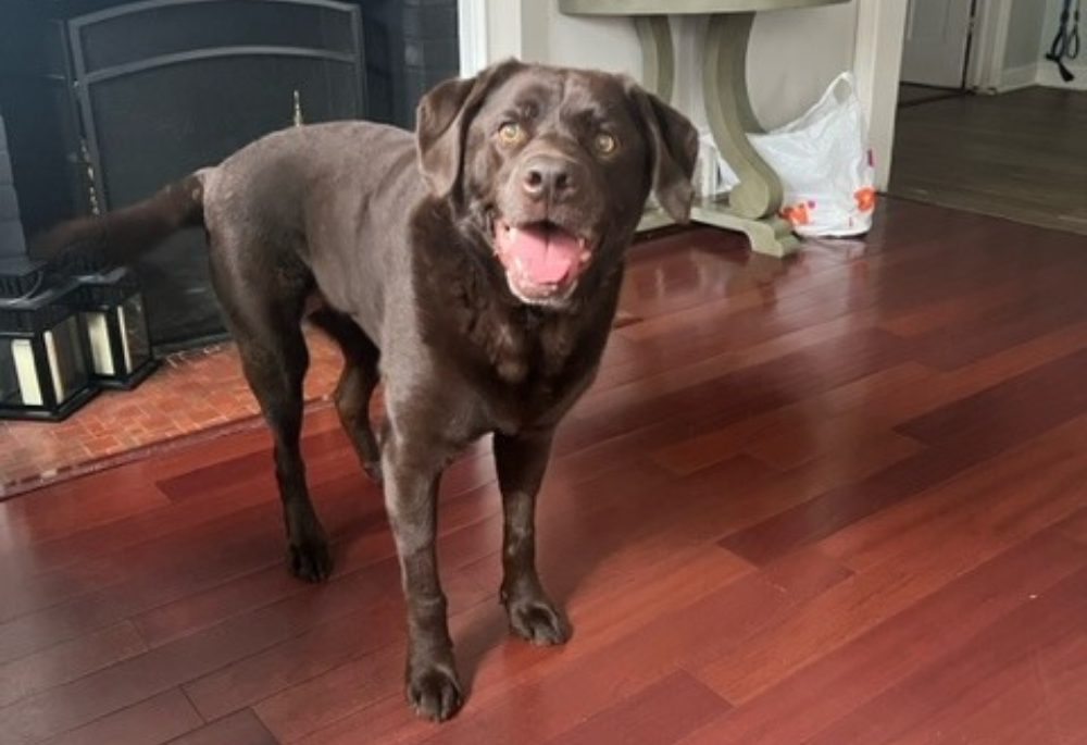 Lucy, a brown Lab, stand with a happy look on her face in front of a fire place