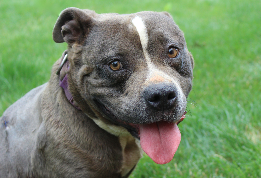 A gray and white Pit Bull name Keeley sits in green grass and looking over her shoulder directly into the camera