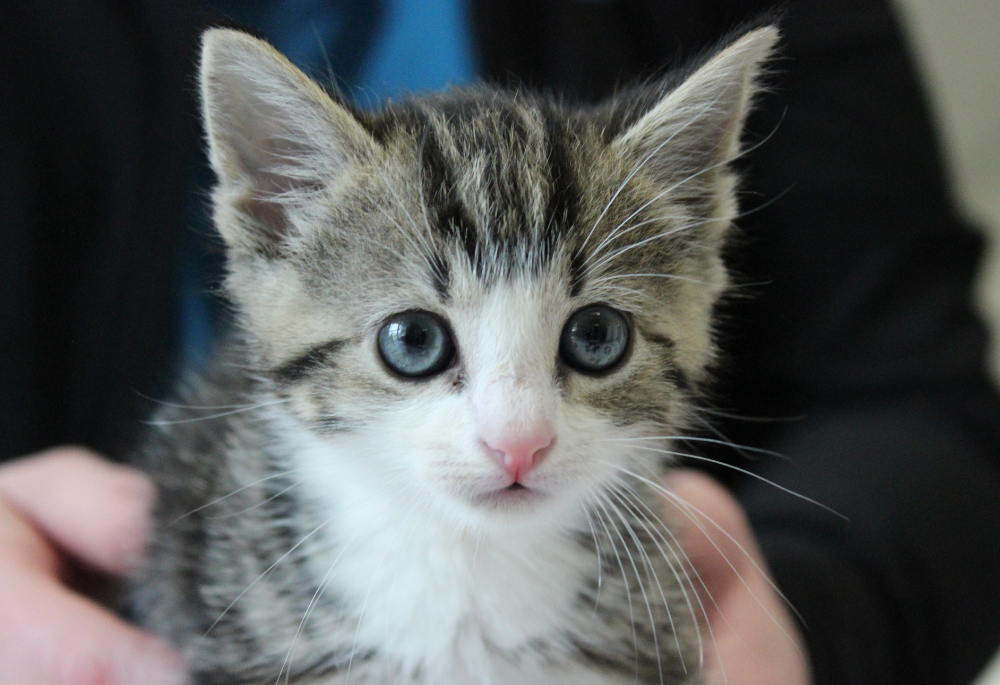 Boba, a small gray and white tabby with blue eyes, looks stars slightly off camera