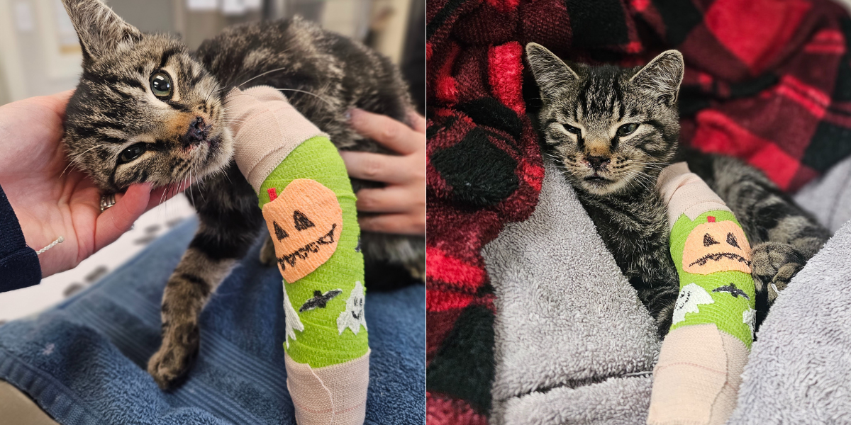 Left image: Tigger, a young gray tabby kitten with a bright green cast covered in a pumpkin and a bat, pushes his head into a hand. Right image: Tigger in his cast cuddle up in a flannel blanket.