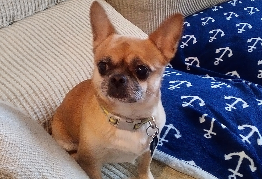 Brutus, a small tan Chihuahua