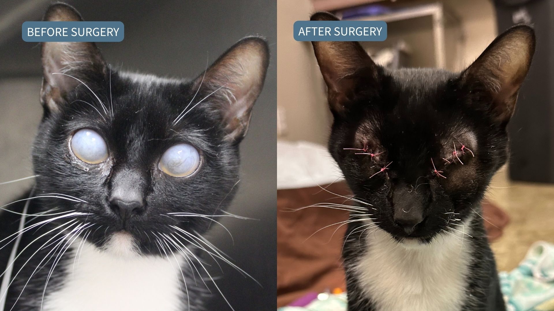Before and after photos of Nyx, a black and white cat, who had her eyes removed