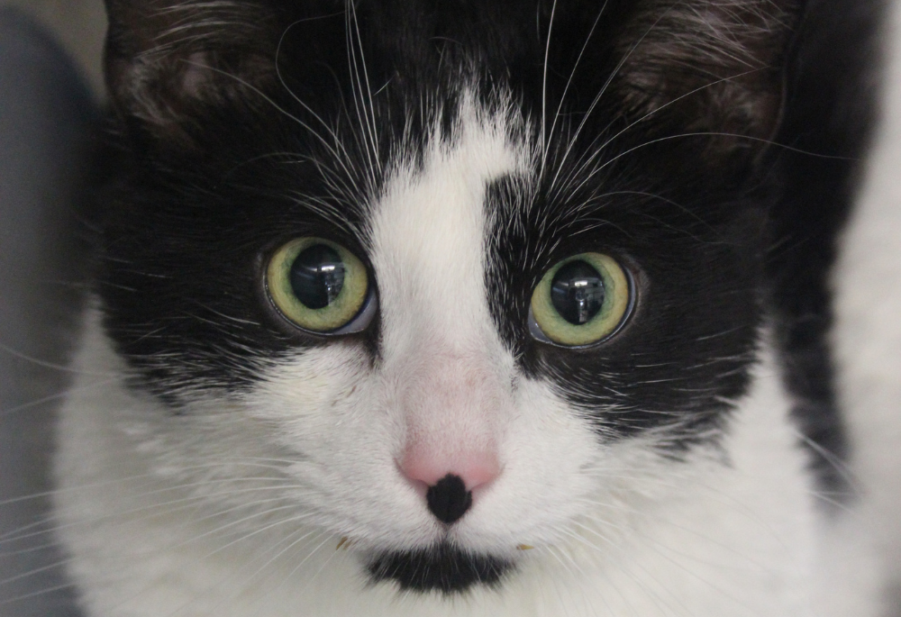 Maven, a black and white cat with bright green eyes, stares into the camera
