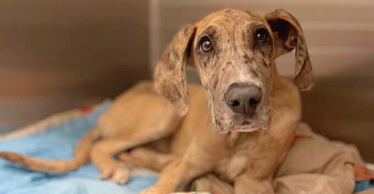 Pepper, a sweet gray Great Dane puppy, looks curiously at the camera