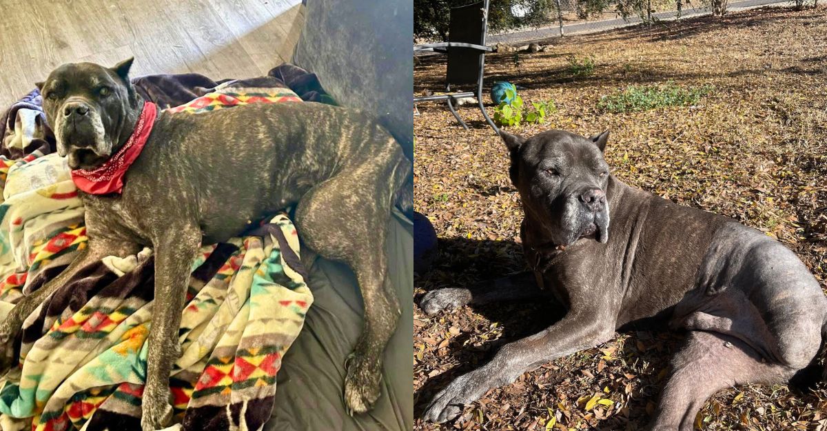 Before and after photo of Chopper's leg amputation surgery